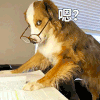 萌宠 狗狗 嗯 呆萌 可爱