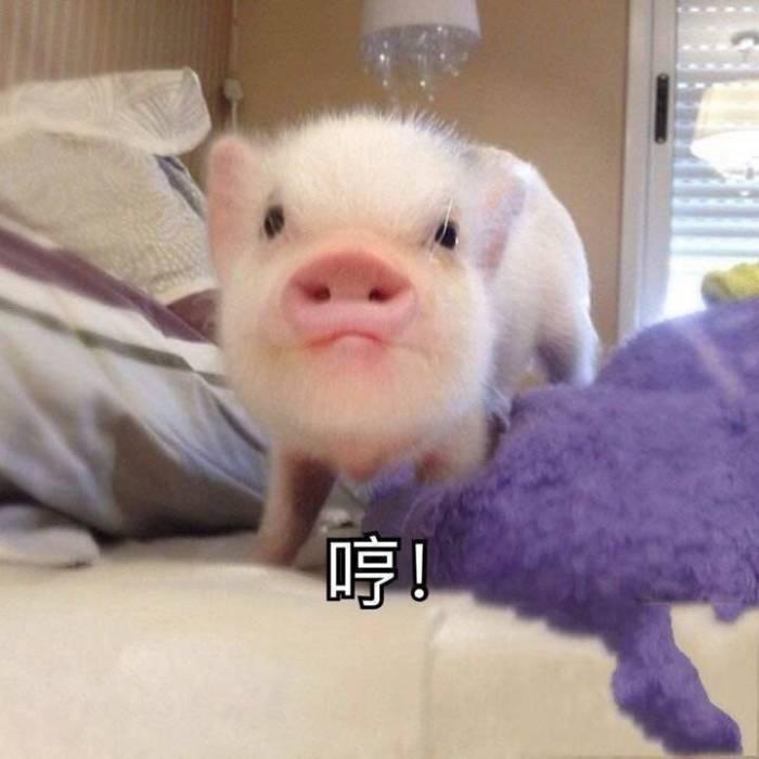 猪头像沙雕搞笑图片