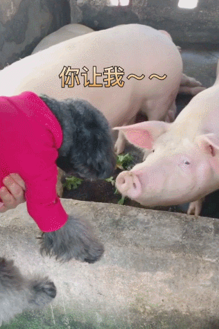 一只手拍猪起床的GIF图片