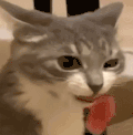 萌宠 猫咪 想吃 呆萌 可爱