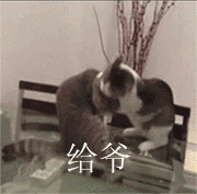 萌宠 猫咪 给爷死 呆萌 可爱