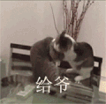 萌宠 猫咪 给爷死 呆萌 可爱