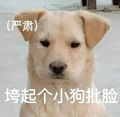 萌宠 狗狗 垮起个小狗批脸 呆萌 可爱