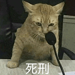 萌宠 猫咪 死刑 呆萌 可爱