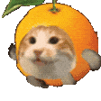 猫meme 可爱 搞怪 沙雕