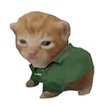 萌宠 猫咪 绿衣服 呆萌 可爱