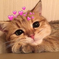 萌宠 猫咪 爱心 呆萌 可爱
