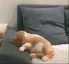 萌宠 猫咪 睡觉 呆萌 可爱