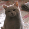 萌宠 猫咪 发呆 呆萌 可爱
