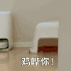 萌宠 猫咪 鸡哔你 呆萌 可爱