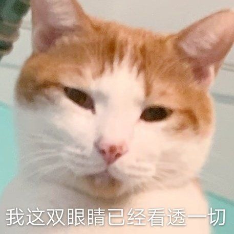 猫猫眼表情包图片