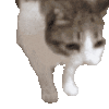 萌宠 猫咪 倒下 呆萌 可爱