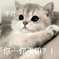萌宠 猫咪 你干嘛 呆萌 可爱