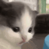 萌宠 猫咪 摇头 呆萌 可爱