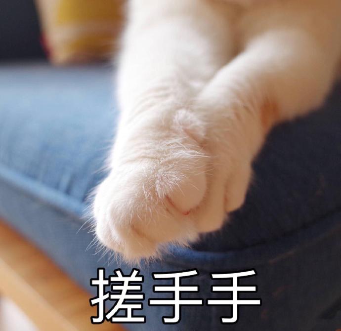 搓手猫表情包图片