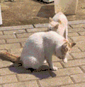 萌宠 猫咪 懵 呆萌 可爱