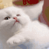 萌宠 猫咪 指着 呆萌 可爱