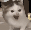 萌宠 猫咪 生气 呆萌 可爱