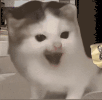 萌宠 猫咪 生气 呆萌 可爱