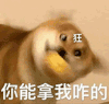 萌宠 狗狗 狂你能拿我咋的 呆萌 可爱