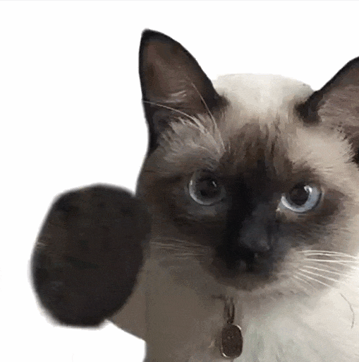 萌宠 猫咪 拳头 呆萌 可爱