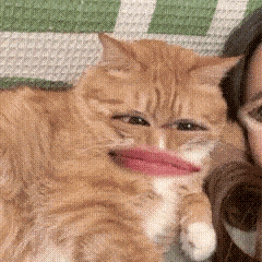 淑芬猫 猫咪 可爱 搞怪 抽象