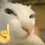 萌宠 猫咪 嫌弃 呆萌 可爱