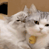 萌宠 猫咪 舔 呆萌 可爱