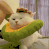 萌宠 猫咪 拍头 呆萌 可爱