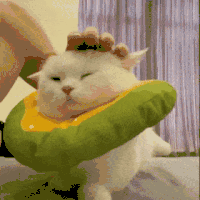 萌宠 猫咪 拍头 呆萌 可爱