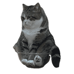 猫meme 可爱 搞怪 沙雕