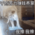 萌宠 猫咪 干点苦力赚钱养家 我擦我擦 呆萌 可爱