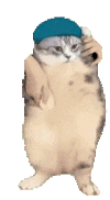 萌宠 猫咪 跳舞 呆萌 可爱