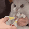 萌宠 猫咪 无语 呆萌 可爱