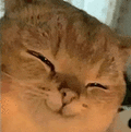 萌宠 猫咪 开心 呆萌 可爱