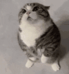 萌宠 猫咪 摸头 呆萌 可爱