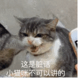 萌宠 猫咪 这是脏话 小猫咪不可以讲的 呆萌 可爱
