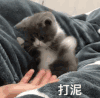 萌宠 猫咪 打泥 呆萌 可爱