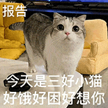 萌寵 貓咪 報(bào)告 呆萌 可愛