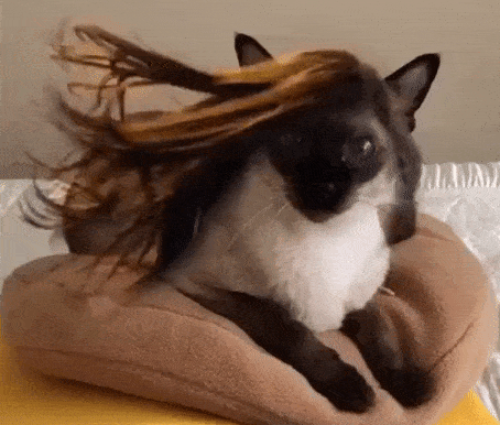 猫咪发型大风吹乱gif动图