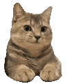 萌宠 猫咪 开心 呆萌 可爱