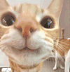 萌宠 猫咪 好奇 呆萌 可爱