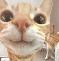 萌宠 猫咪 好奇 呆萌 可爱