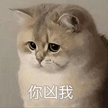 萌寵 貓咪 你兇我 呆萌 可愛