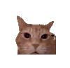 萌宠 猫咪 疯 呆萌 可爱