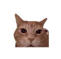 萌宠 猫咪 疯 呆萌 可爱