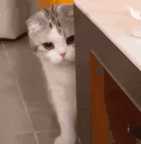 萌宠 猫咪 躲起来 呆萌 可爱