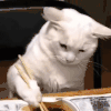 萌宠 猫咪 吃面 呆萌 可爱