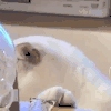 萌宠 猫咪 干嘛 呆萌 可爱