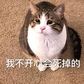 萌宠 猫咪 猫 我不开心会死掉的 伤心